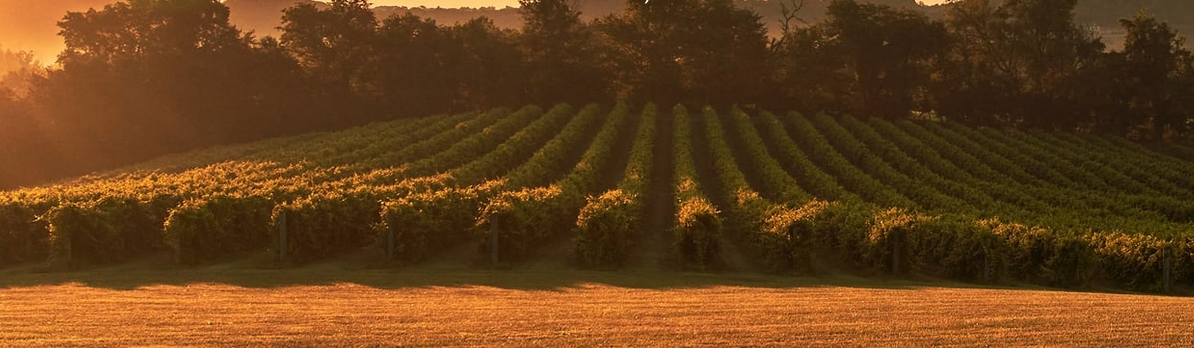 Noboleis Vineyards - wedding venue in Augusta, MO
